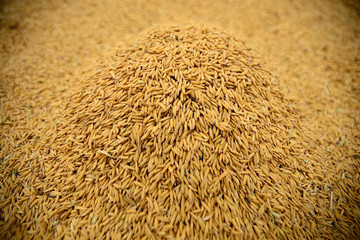 Paddy production after harvesting