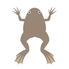 アフリカツメガエル