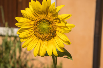 Bee collecting the pollen from the yellow sunflower in blossom - Image