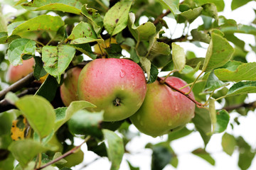 Obraz premium Unripe red apples on a branch in the garden after rain close-up
