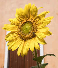 Beautiful yellow sunflower petal closeup with the bee polling - Image