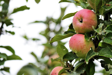 Unripe red apples on a branch in the garden after rain close-up