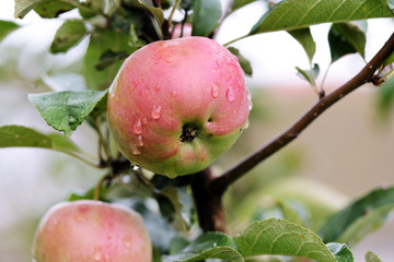Unripe red apples on a branch in the garden after rain close-up