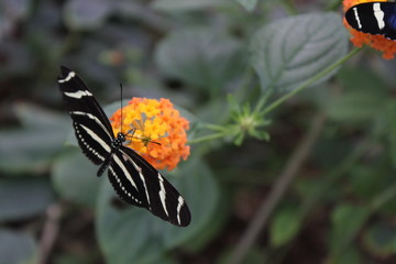 Zebra Longwing