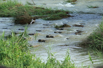 増水した川の風景