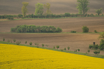Spring in the field s waves of South Moravia, Czech Republuc