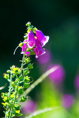 Fototapeta na wymiar Closeup of Digitalis purpurea flower