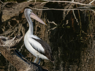 Australian Pelican (Pelecanus conspicillatus). Inverell, New South Wales, Australia