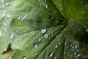 Morning mist drops