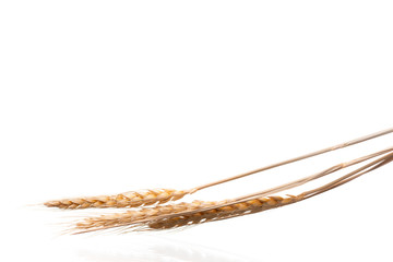 Ear of barley on white background