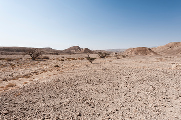 Fototapeta na wymiar Whimsical Patterns of the Desert