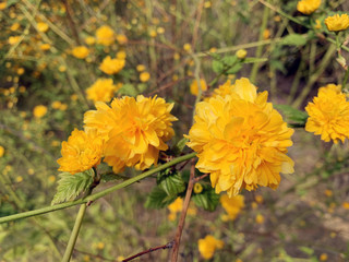 Wild flowers that bloom in the wild