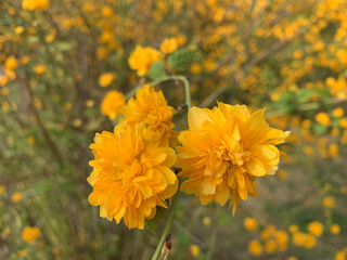 The flowers are blooming in the morning sun