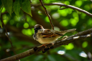 Male House Sparrow (Passer domesticus)