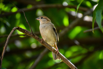 Obraz premium Female House Sparrow (Passer domesticus)