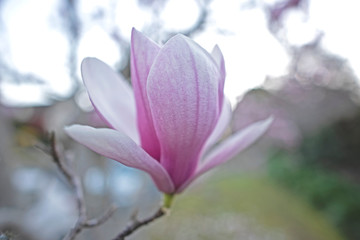 Magnolia