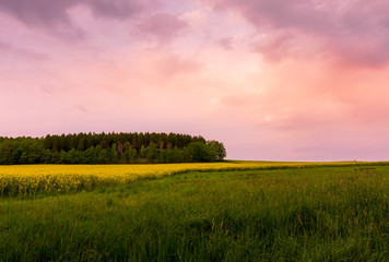 Obraz premium beautiful sunset over a rape field