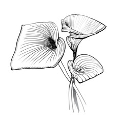 Hand drawn bouquet of three white calla flowers:  vector graphic monochrome  illustration, botanical sketch for postcard, posters, notebooks... - obrazy, fototapety, plakaty