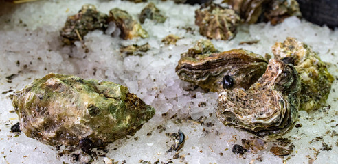Fresh oysters at the seafood market with ice