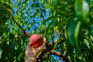 Harvesting peaches, peach on a peach tree background.