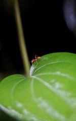 Ant on leaf
