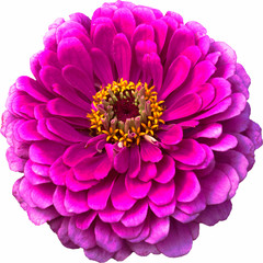 Magenta Zinnia Flower