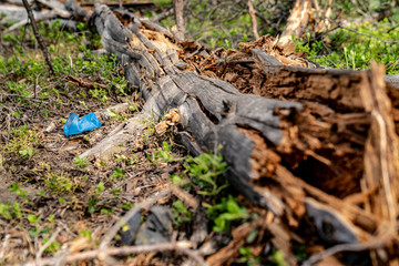 Blue plastic cup in the forest. A cup near a fallen tree. Plastic pollution environmental problem. Nature pollution