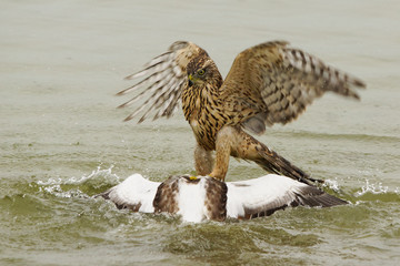 hawk catch duck in the water with his big claws.