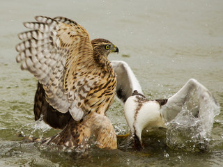 hawk attack 
