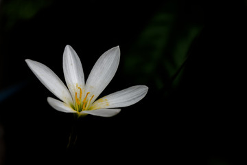 white flower on black background