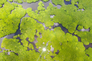 Tropical forest with mangrove trees, the view from the top. Mangroves and rivers. Tropical landscape in a deserted area.