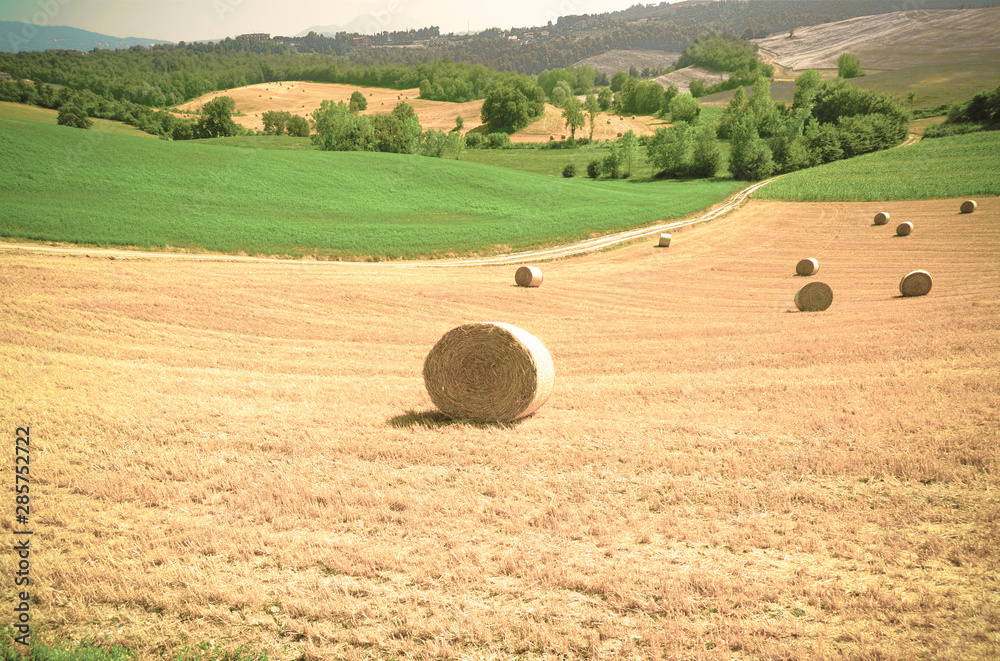 Wall mural Wheat field with hay bales