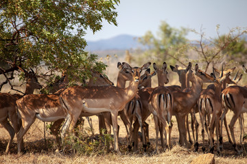 Naklejka na ściany i meble Herd of impala