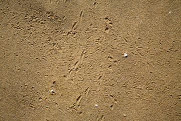 Bird footprints track on sandy beach, Abstract natural background