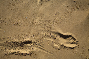 Fototapeta na wymiar Bird footprints track on sandy beach, Abstract natural background