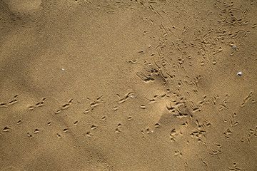 Bird footprints track on sandy beach, Abstract natural background