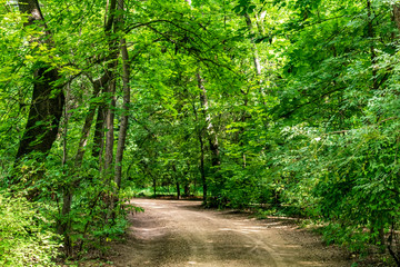 path in forest
