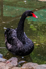 Fototapeta premium black swan on the lake