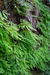 Obraz premium Western Maidenhair Fern