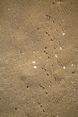 Bird footprints track on sandy beach, Abstract natural background