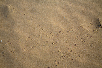 Bird footprints track on sandy beach, Abstract natural background