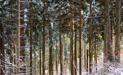 The first snow announces the arrival of winter