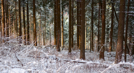 Fototapeta premium forest in winter