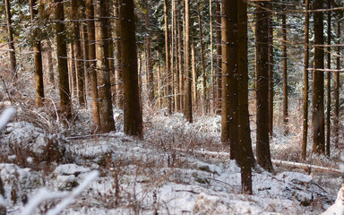 The first snow in the autumn forest