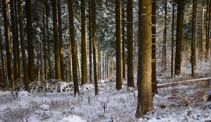Fototapeta premium The first snowfall in the autumn forest