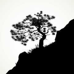 Pine on the rock. Vector drawing