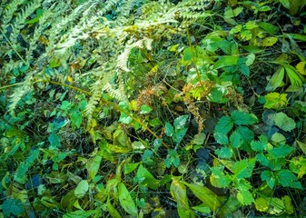Green herbs background. Floral pattern. Summer forest. Leaves. Abstract natural plant surface.