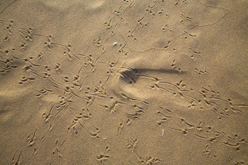 Bird footprints track on sandy beach, Abstract natural background