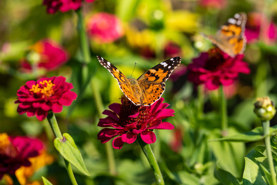 View of painted lady butterfly on the red flower in the summer garden