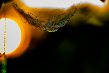 Sunrise through the web